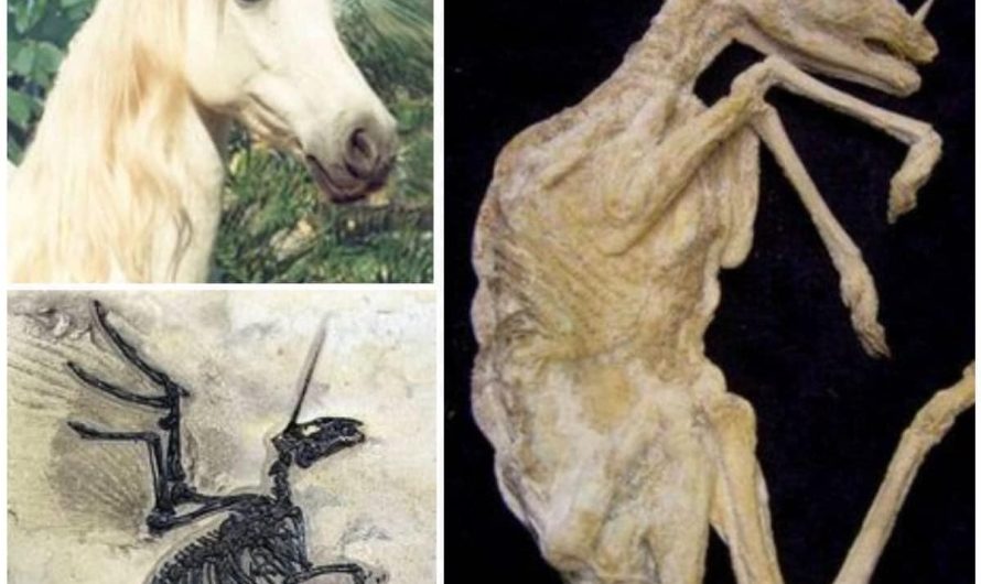 Scotland’s Mystical Secret: Rare ‘Ancient Unicorn Fossil’ Discovered by Archaeologists