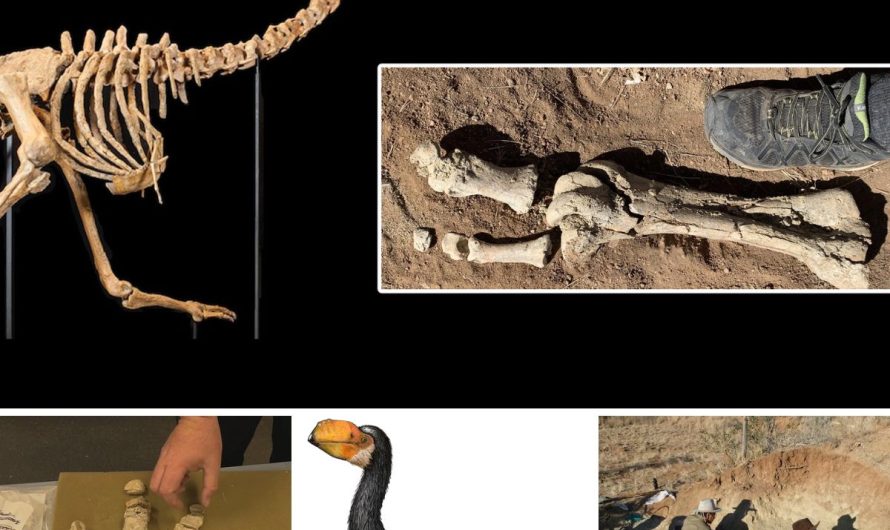 Set of articulated legs belonging to prehistoric flightless bird uncovered at Alcoota fossil site