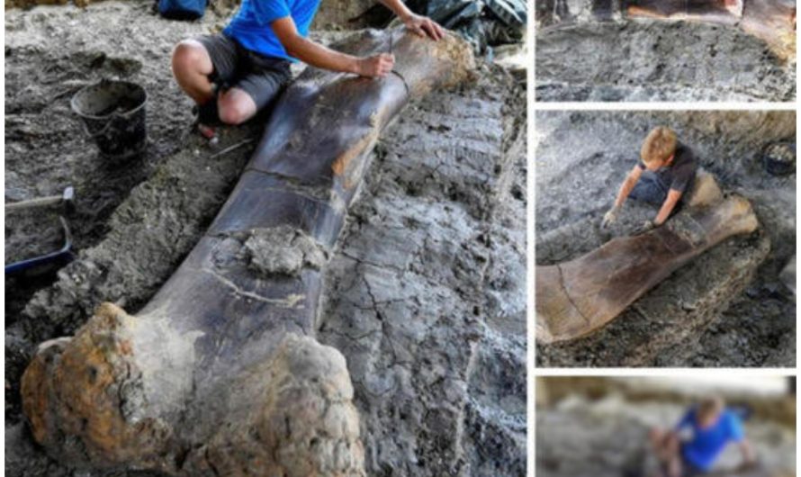 Massive Dinosaur Bone Found in France Weighing 1,100 Pounds