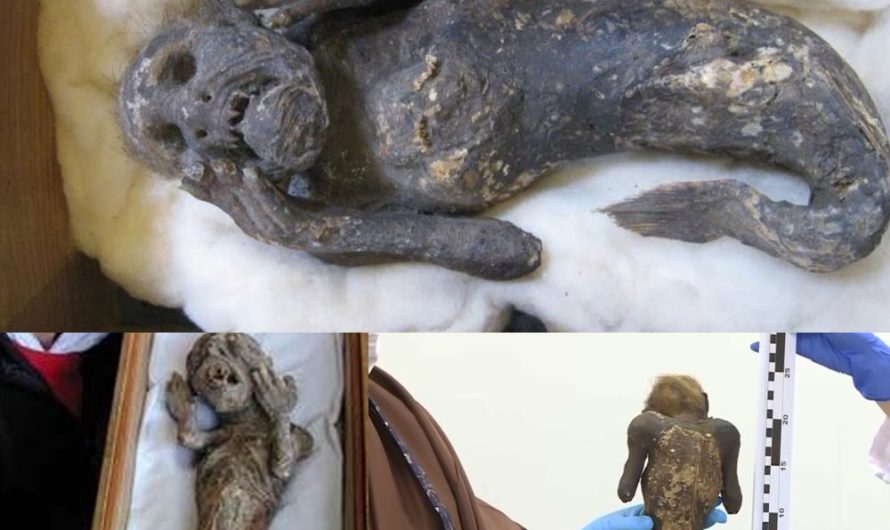 300-Year-Old Sacred Mummified Mermaid From Japan’s Mystery Solved