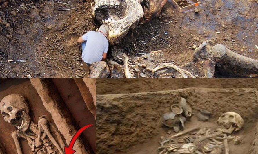 Ancient Giants Revealed: Archaeologists Unearth Giant Skeleton, Unveiling Startling Evidence of a Forgotten Era.