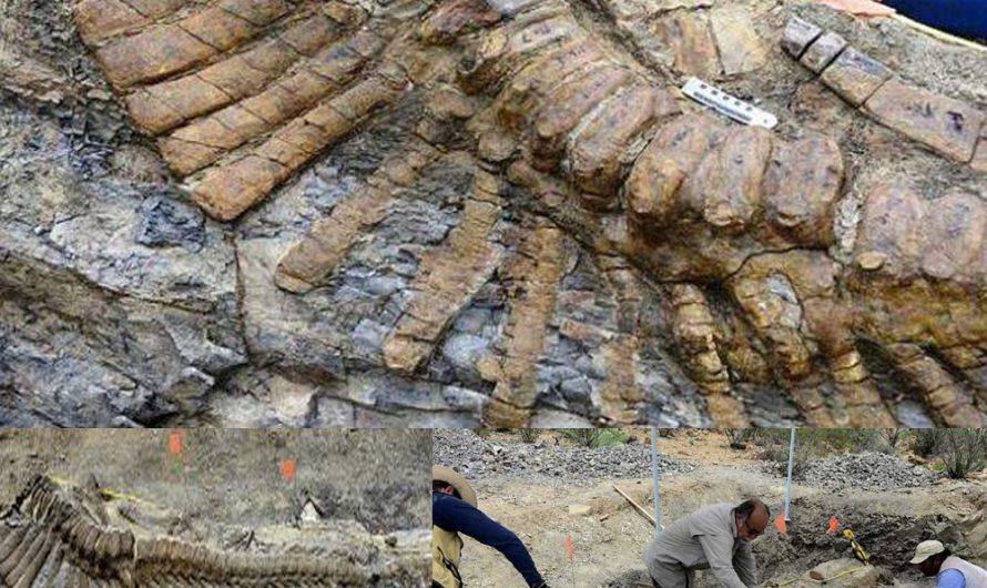 Discover a Dinosaur Tail in Mexico’s Arid Wilderness