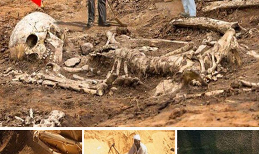 The Tragic Lives of North America’s 10-foot-tall Ancients Are Revealed by Archaeologists