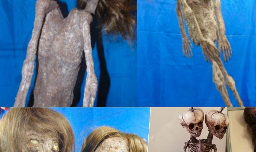 Unearthing the Ancient Enigma: Scientists Stunned by the Discovery of ‘Two-Headed Monster’ Remains  Explore the intriguing findings that have left scientists baffled and intrigued.