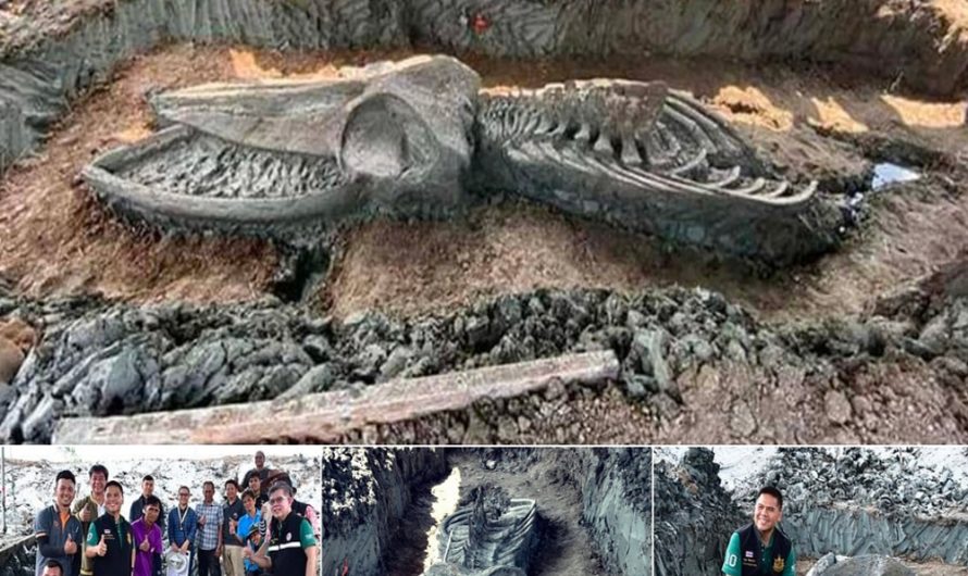 A 5,000-Year-Old, 39-Foot-Long Monster Unearthed in Thailand: Remarkably Well-Preserved to Everyone’s Surprise