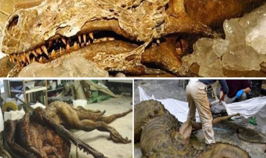 Discovering a Mythical Treasure: Remarkable Dragon Fossil Found in China Stuns Scientists