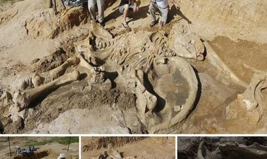 Amazing Discover: A Texas family discovers an intact 60,000-year-old mammoth fossil on their property