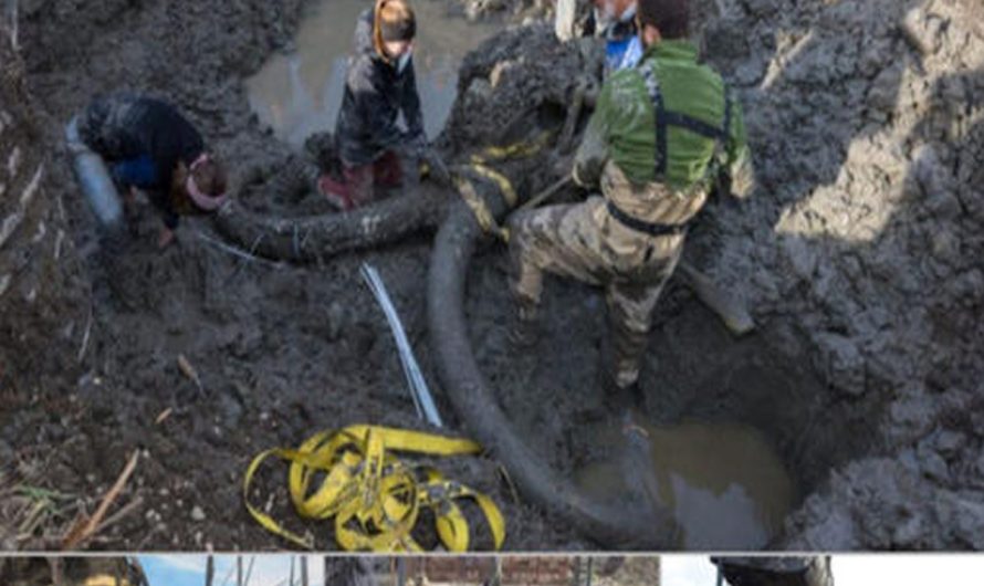 A Woolly Mammoth fossil was discovered in a Michigan farmer’s field