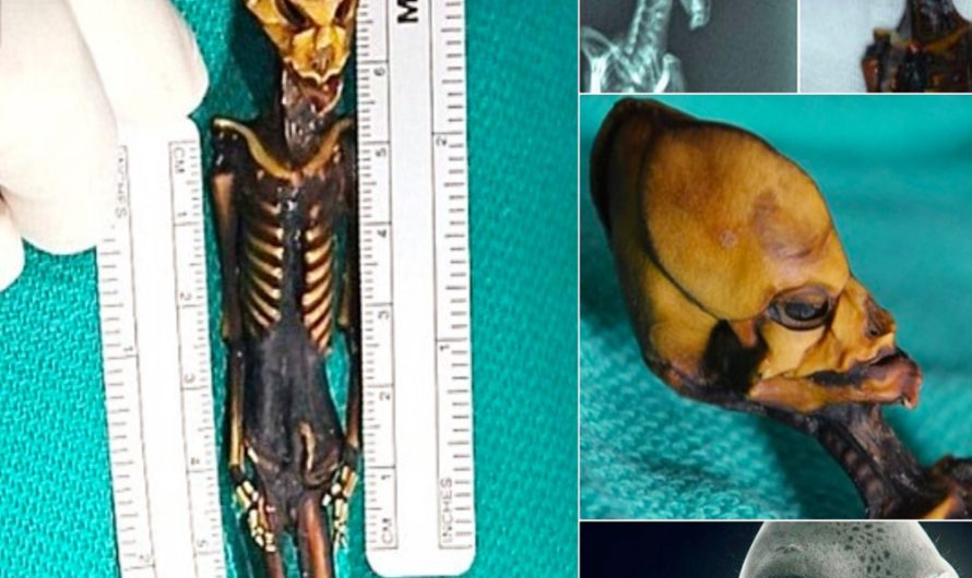 “Alien” Skeleton Found in Chile with Rare Bone Disorder  Explore the intriguing discovery of a human with a rare bone condition.