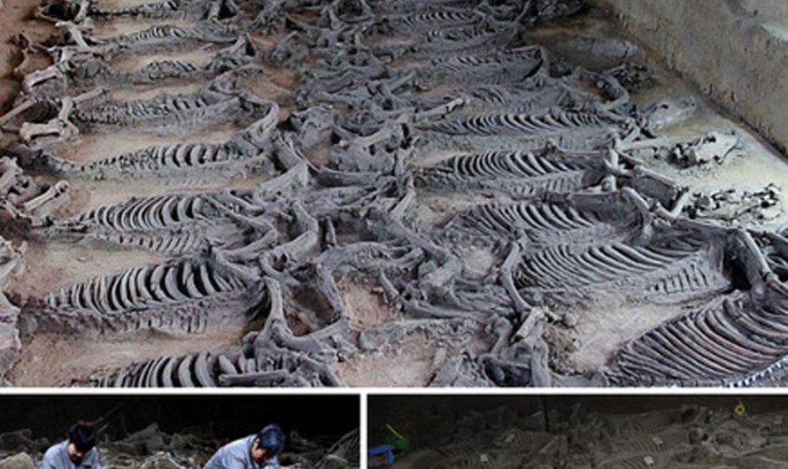 100 horse skeletons were found in a 2,400-year-old burial pit in China next to the Tomb of the Lord