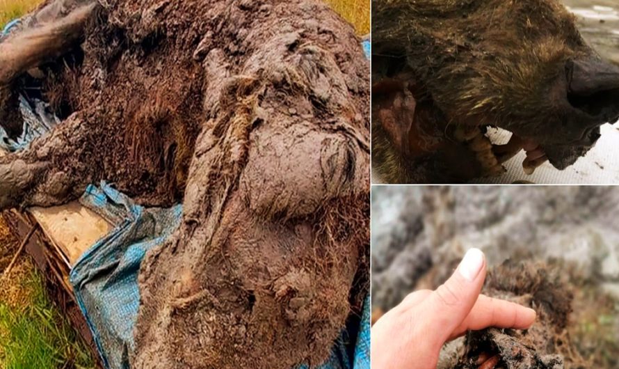 Archaeologists strike frozen gold: A 39,500-year-old cave bear, preserved in Siberia’s permafrost, emerges as if stepping out of time. 