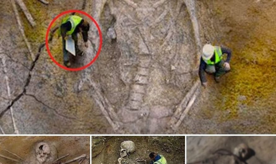 A Groundbreaking Discovery: Archaeologists Unearth a Giant Skeleton with Enormous Wings, Sending Shockwaves Through the Scientific Community