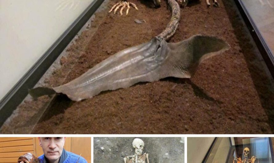 Finding of Mermaid Bones in Iceland Reveals a Century-Old Mystery