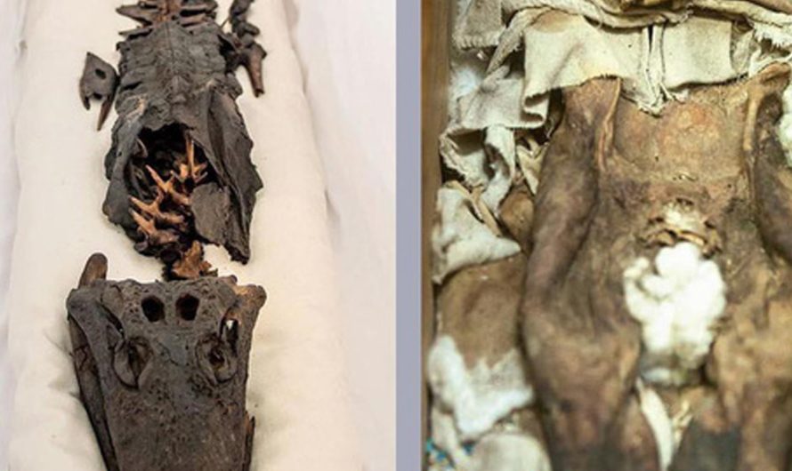 After over a century shrouded in secrecy, the enigmatic ‘two-headed mummy’ emerges, unraveling a tale as peculiar and captivating as its appearance.